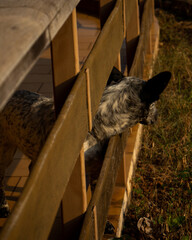 dog on a fence