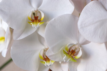 Fototapeta na wymiar White moth orchid (Phalaenopsis amabilis (L.) Blume) closeup