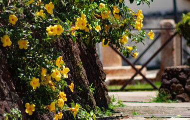 yellow flowers on the wall