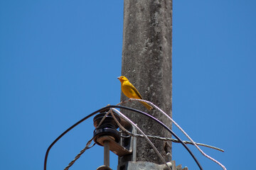 bird on the pole