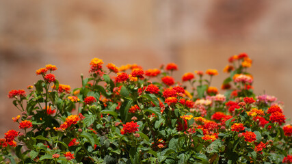Fototapeta premium red poppies in the field