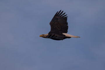 Eagle