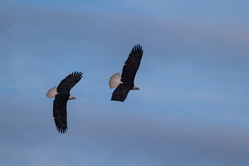 Eagle