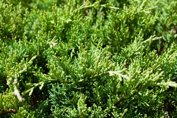 green grass background