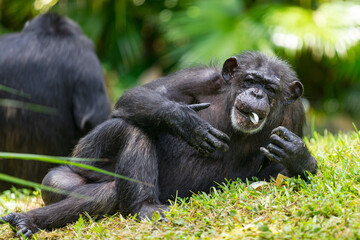 Chimpanzee Monkey is lying and relaxing in the Zoo. Selective focus.