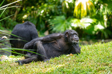 Chimpanzee Monkey is lying and relaxing in the Zoo. Selective focus.
