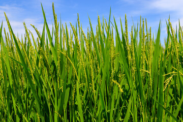 Obraz premium 青空と稲穂