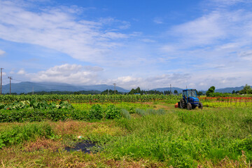 畑のトラクター　夏　農業イメージ　人物なし