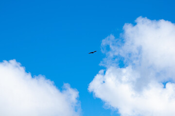 Bird in the sky. Flying bird