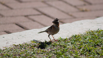 Brazilian bird. Tico-tico.
