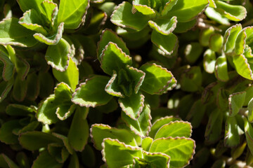 close up of a plant
