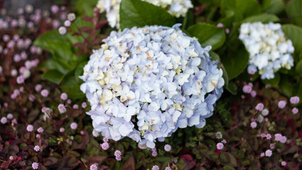 flowers in the garden