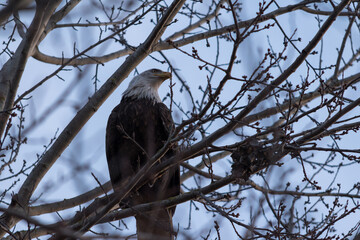 Eagle BC