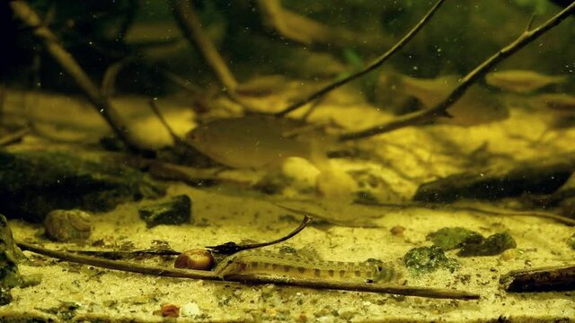 spined loach feeding with frozen cyclop and bloodworm and interrupted by European bitterling, sunbleak and weatherfish in European coldwater biotope aqua, captive wild fish behaviour