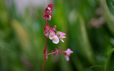 red and white flower