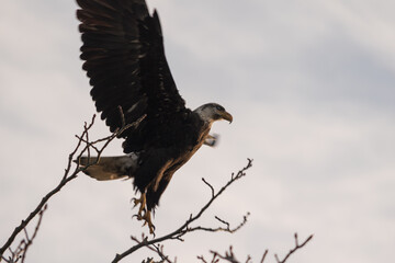 Eagle