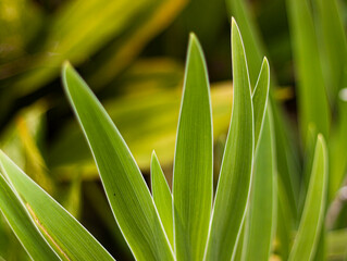 close up of green grass