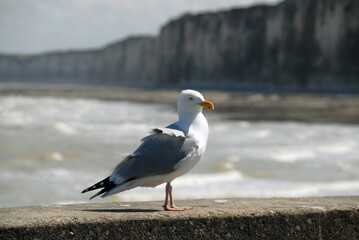 Ville de Saint-Valéry-en-Caux, département de Seine-Maritime, France
