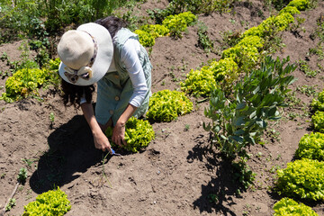 Young woman harvesting a lettuce from an organic crop