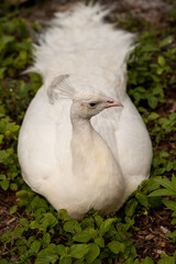 White Resting male Indian peafowl Pavo cristatus © SailingAway