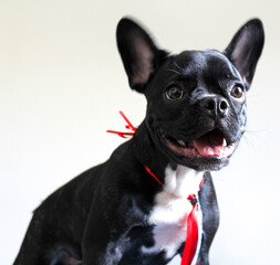 french bulldog puppy