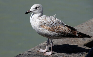 Ville de Saint-Valéry-en-Caux, département de Seine-Maritime, France