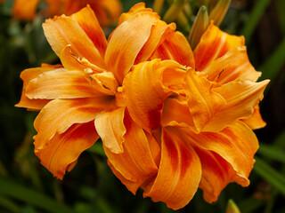orange tiger lily