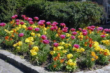 Ville de Saint-Valéry-en-Caux, parterre de fleurs colorées, bordures en granit, département de Seine-Maritime, France