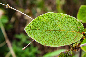 leaf