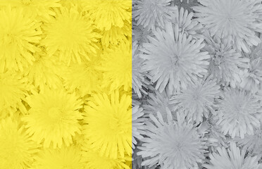Beautiful background of dandelions pattern in trendy yellow and grey colors. Backdrop for your design. Color 2021 concept. Flat lay style. Copy space.