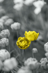 Two yellow tulips on desaturated background outdoor on the flowerbed. Natural banner with colors of the year 2021 - Illuminating and Ultimate Gray - 398375812