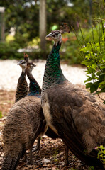 Female Indian peafowl Pavo cristatus alongside two of her young juveniles