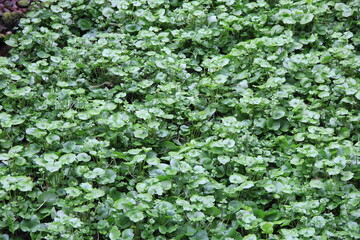 Obraz premium 一面にワサビの葉が茂る様子