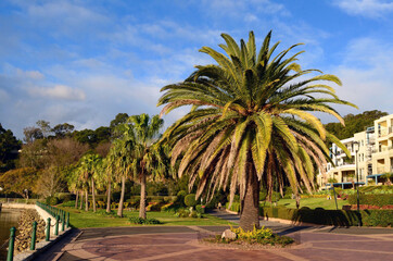 Fototapeta premium palm trees on the street