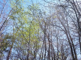 trees and sky