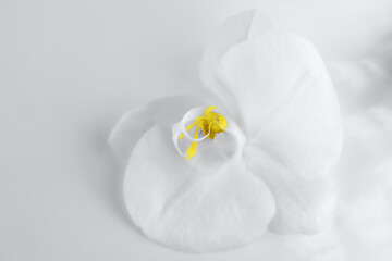 Natural background of white orchid flower toned in trendy yellow and grey colors. Vintage card for wallpaper design. Color 2021 concept. Closeup. Copy space.