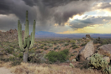 Lone Saguaro Overlooking The Desert Valley