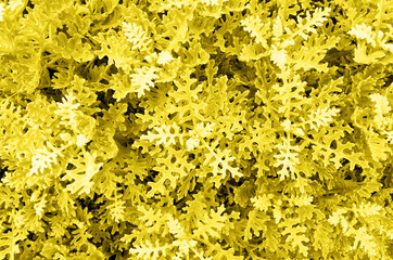 Abstract cineraria bush background toned in trendy yellow for decoration design. Abstract modern...
