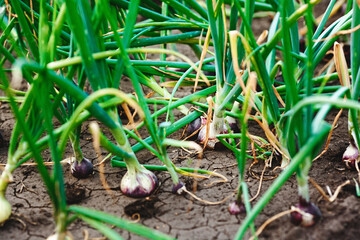 Green onions seedlings in the vegetable garden. Home growing vegetables in spring time. Vegetable garden