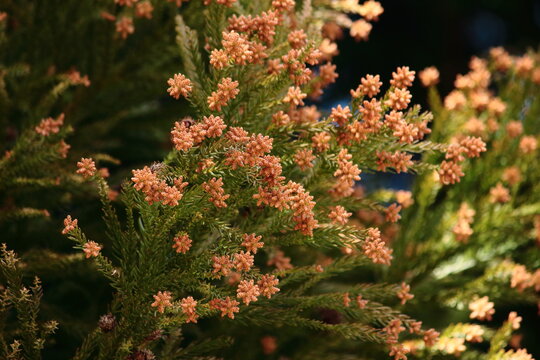 1 363 Best スギ花粉 Images Stock Photos Vectors Adobe Stock