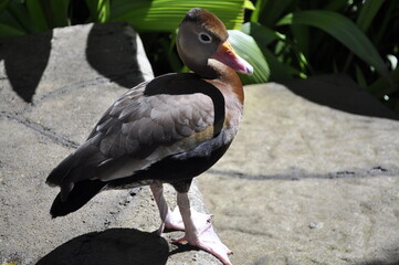 Duck 