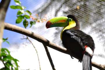 Toucan 