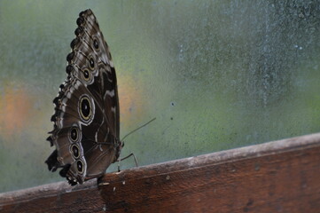 Butterfly on window sill