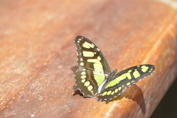 Butterfly on desk 