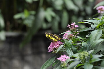 Butterfly on flower 