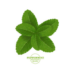 Green and fresh peppermint leaf vector illustration.