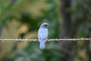 Tickell blue flycatcher