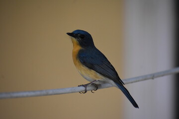 Flycatcher