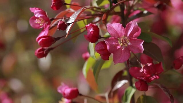 Chinese flowering crab-apple blooming, very beautiful