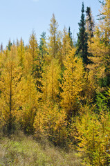 Obraz premium Northern Ontario Forest